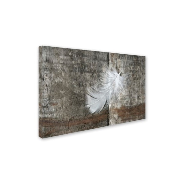 Cora Niele 'White Feather On Rough Wood' Canvas Art,16x24